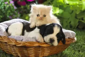 猫咪和狗狗可以一起养吗？图片