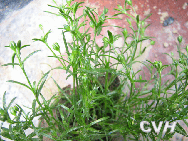 踏春必备“百草图”之三，身边那些有价值的野草，你能认识几种？