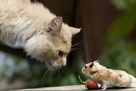 哪种猫最会抓老鼠？这五种猫咪一定榜上有名图片