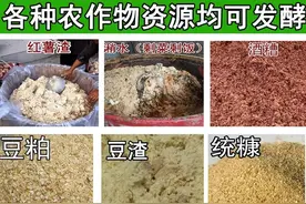 酵母菌和乳酸菌在发酵饲料中具有协同和拮抗作用，比单一菌种更好图片