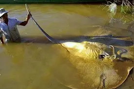 “猪大三百斤，鱼大无秤称”，盘点重量100斤以上的淡水鱼图片