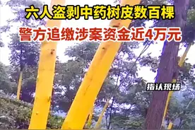 杜仲、桂皮、黄柏等药材用的都是树皮，剥了皮树还能活么？图片