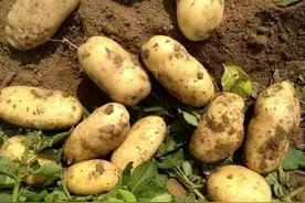 通过基因工程改良的马铃薯有什么变化？图片