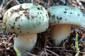 云南野生菌刺身，松茸与黄癞头的对比图片