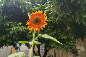 潮州对私立学校学位删减，私立学校被挤晕了，挤不进私就挤进公立图片