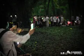 快去！广州限时看绝美萤火虫！观赏攻略拿好图片