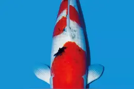 大三家锦鲤鱼挑选经验分享图片