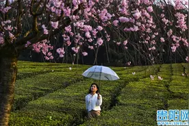 来贵安 上春山！羊艾茶场美如画卷图片