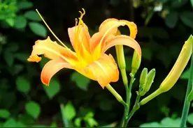 听《萱草花》的歌词，感觉怪怪的图片