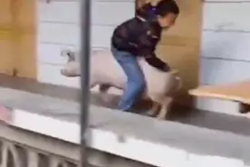 四川：一男孩想抱弟弟骑猪，不料被猪扛着跑，网友：这是顺风猪图片