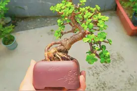 “镇宅树进家门，子孙一直富”，养在家里吸掉“废气”，吉祥旺家图片