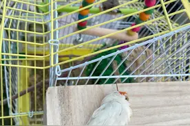 新手教程干货珍珠鸟自家养殖繁殖图片