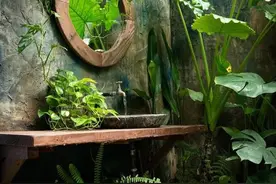 室内植物造景未来前景广阔—技术篇图片