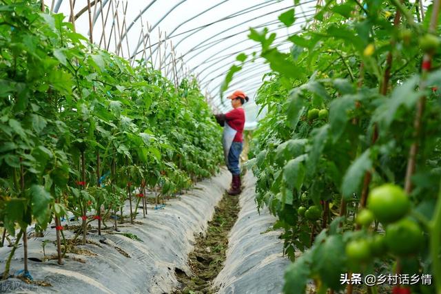 鐢ㄩ閱嬬孩绯栬嚜鍒舵皑鍩洪吀姘存憾鑲ワ紝涓€浜╀粎鍑犲潡閽憋紝澧炰骇澧炶川鍙堝鏁? onerror=