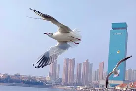 海鸥在的地方一定有海，有海的地方却不一定有海鸥图片