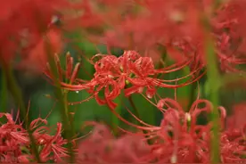 找到小众赏彼岸花特色地，100多万株，浙江人不知道实属遗憾图片