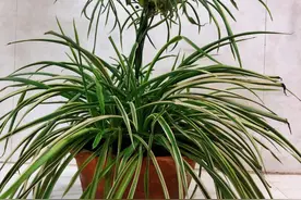 家里养猫一定不要选这几种植物！可能会导致猫咪中毒！图片