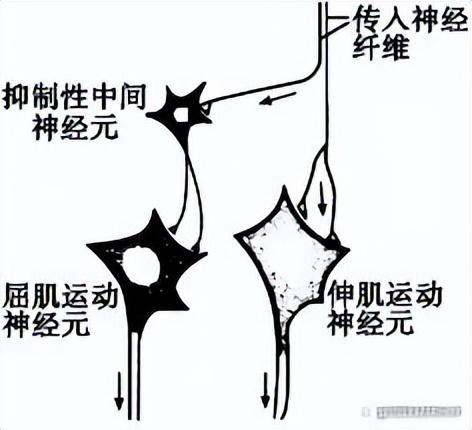 高中生物-人体内环境稳态的生理意义及调节