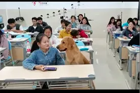 女生带着金毛一起去上课，它的坐姿有模有样！狗：我也是本科毕业图片
