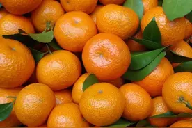 过年买砂糖桔，专挑大的买就错了，避开4点不买，果农：我从不吃图片