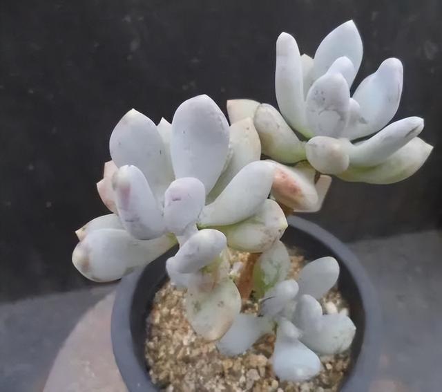 270种常见多肉图谱，一分钟认全！