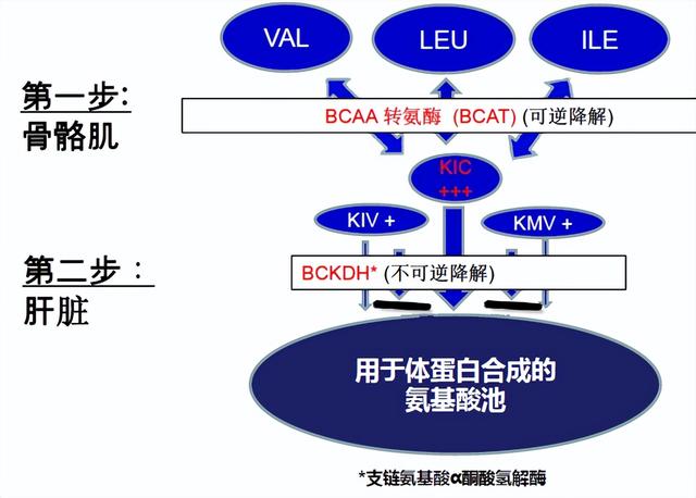 支链氨基酸作为老年营养关键共识，竟被美专家否定？营养师来解读