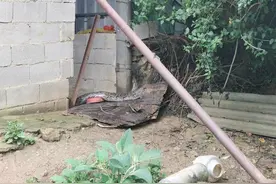 福建泉州发现大蟒蛇，足有30多斤重，溜进屋时因体型太大被网困住图片
