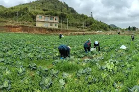 25万斤成熟，却无人问津，农民无奈六折出售，网友：不容易图片