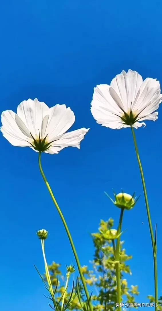 一束鲜花，醉蓝天