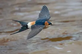 我国燕子每年都去南方越冬，“南方”究竟是哪里？图片