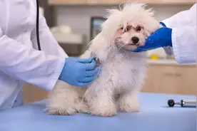 “狗子喜欢倒立下楼梯，这是病吗？”图片