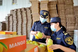 同比数倍增长出口“芒”“一带一路”沿线飘香川味图片