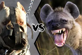 比特犬vs斑鬣狗，当老虎克星遇到肛肠科主任，谁会笑到最后呢？图片