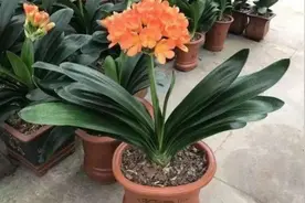 4种花土，养君子兰，松软肥沃，长得旺图片