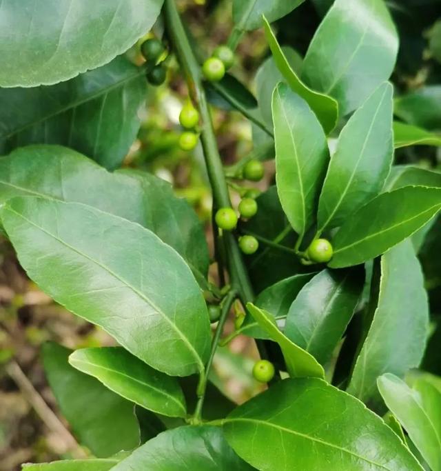 6鏈堢鐞嗭綔鑴辫偉涓ラ噸鑶ㄦ灉鎱㈡垚棣栬闂锛佹灉涓ぇ灏忓樊璺濆ぇ锛岃灗铏梾澶? onerror=