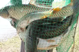 浅谈夏季野钓玉米饵，可自制不需买，方便用爆护快图片