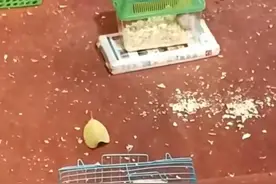 摊主把狗放笼子作套圈奖品被指虐狗，拍摄者：狗四肢伸不开，一直在发抖图片