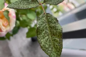 盘点4种月季常见病虫害，养月季的你一定用得到图片