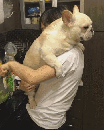 “富养界的天花板”法斗犬，这七大缺点，接受了才是真爱