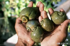 关于福寿螺还有你不知道的吗？图片