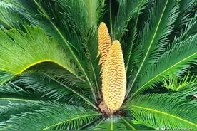 湖滨街道办事处：铁树开花像“玉米棒”图片