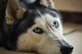 哈士奇的身上总有一股臭味，这到底是怎么回事？咱们分析一下原因图片