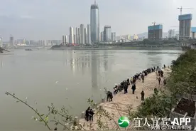 “出圈”了！宜宾这群鱼和这群鸟成为网红图片