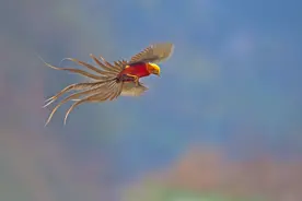 《说文解字》第698课：《诗经》“翙翙其羽”的“翙”字何义？图片