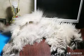 猫的毛打结成硬块是什么原因？要及时给采取措施，帮助猫恢复图片