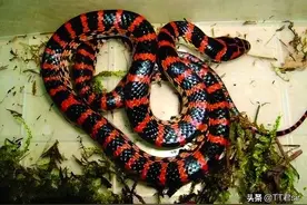 不要小看赤链蛇，它们不仅是毒蛇，还是一种食蛇性很强的毒蛇图片