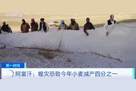 蝗虫或+100倍！这里暴发大规模蝗灾！联合国发声图片