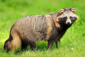 大量“毛狗”被发现，为何现在频繁出现在上海，又是哪来的？图片