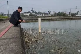 解锁泥鳅繁育“密码”，年产值突破千万元——徐亮，真牛！图片