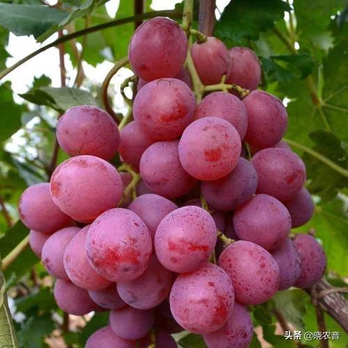 广西资源县特产有哪些？